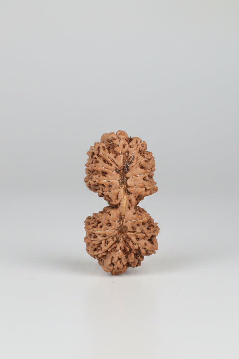 Gauri Shankar 19 Mukhi Rudraksha from Java - 28 mm