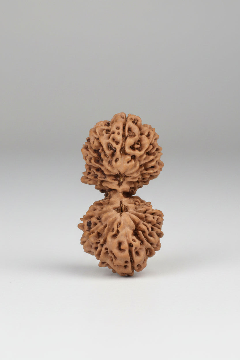 Gauri Shankar 19 Mukhi Rudraksha from Java - 28 mm