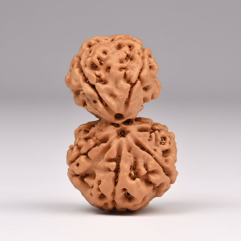 Two brown rudraksha beads on a light gray background