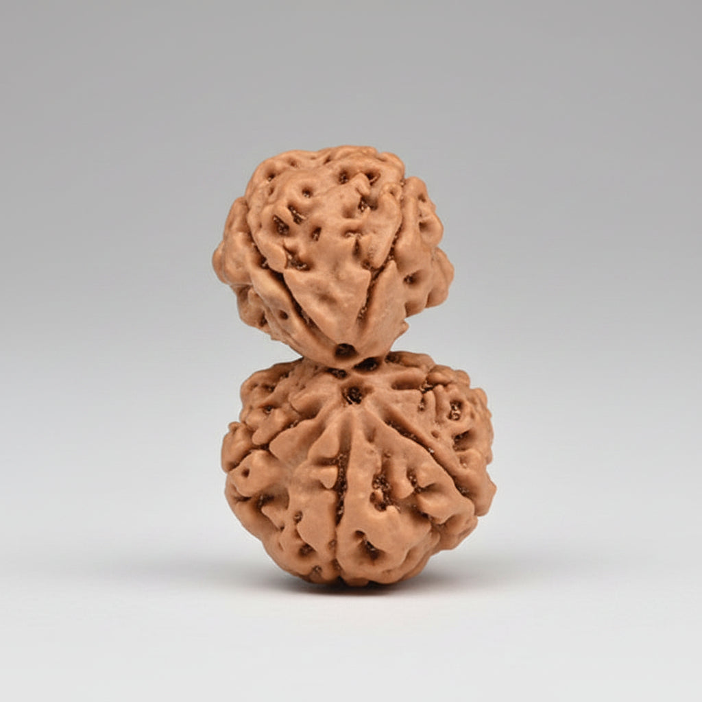 Brown rudraksha bead on a white surface with a blurred background