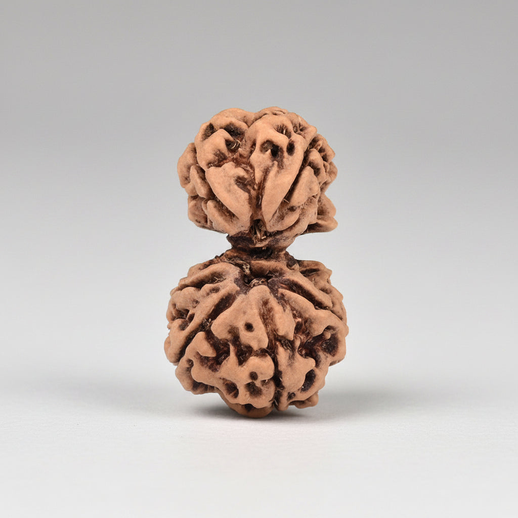 Gauri Shankar 6 Mukhi from Nepal