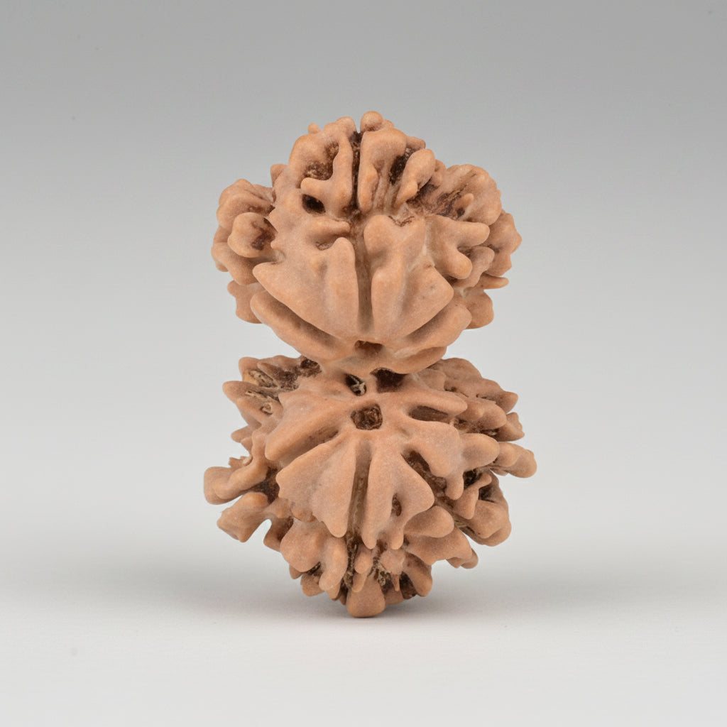 Gauri Shankar 7 Mukhi from Nepal