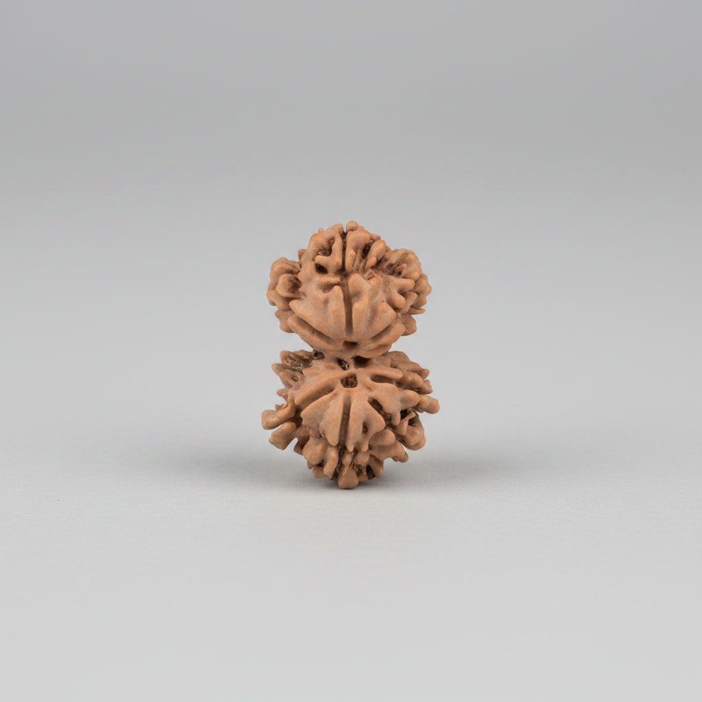 Brown rudraksha on a light gray background