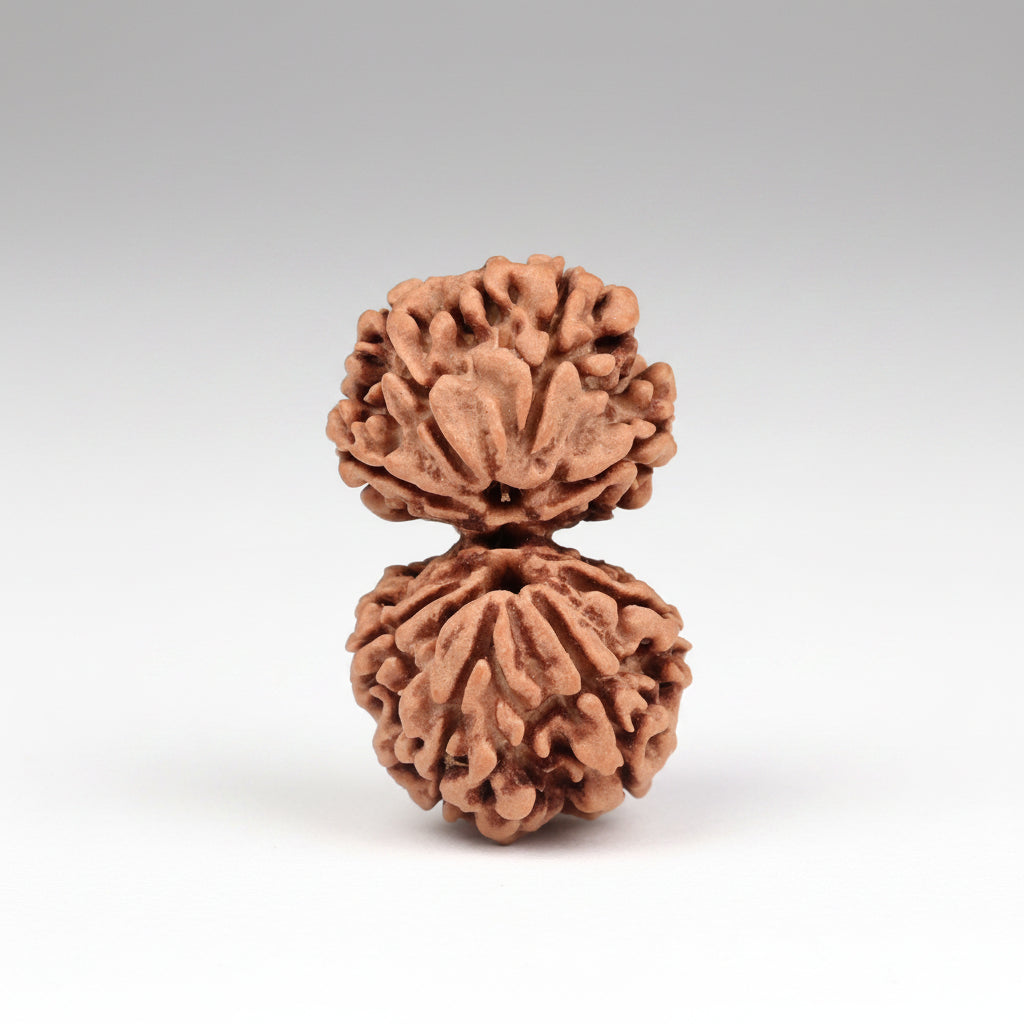 Two brown rudraksha beads on a white background