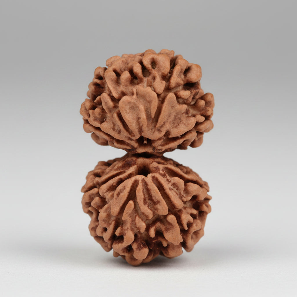 Two brown rudraksha beads on a light gray background
