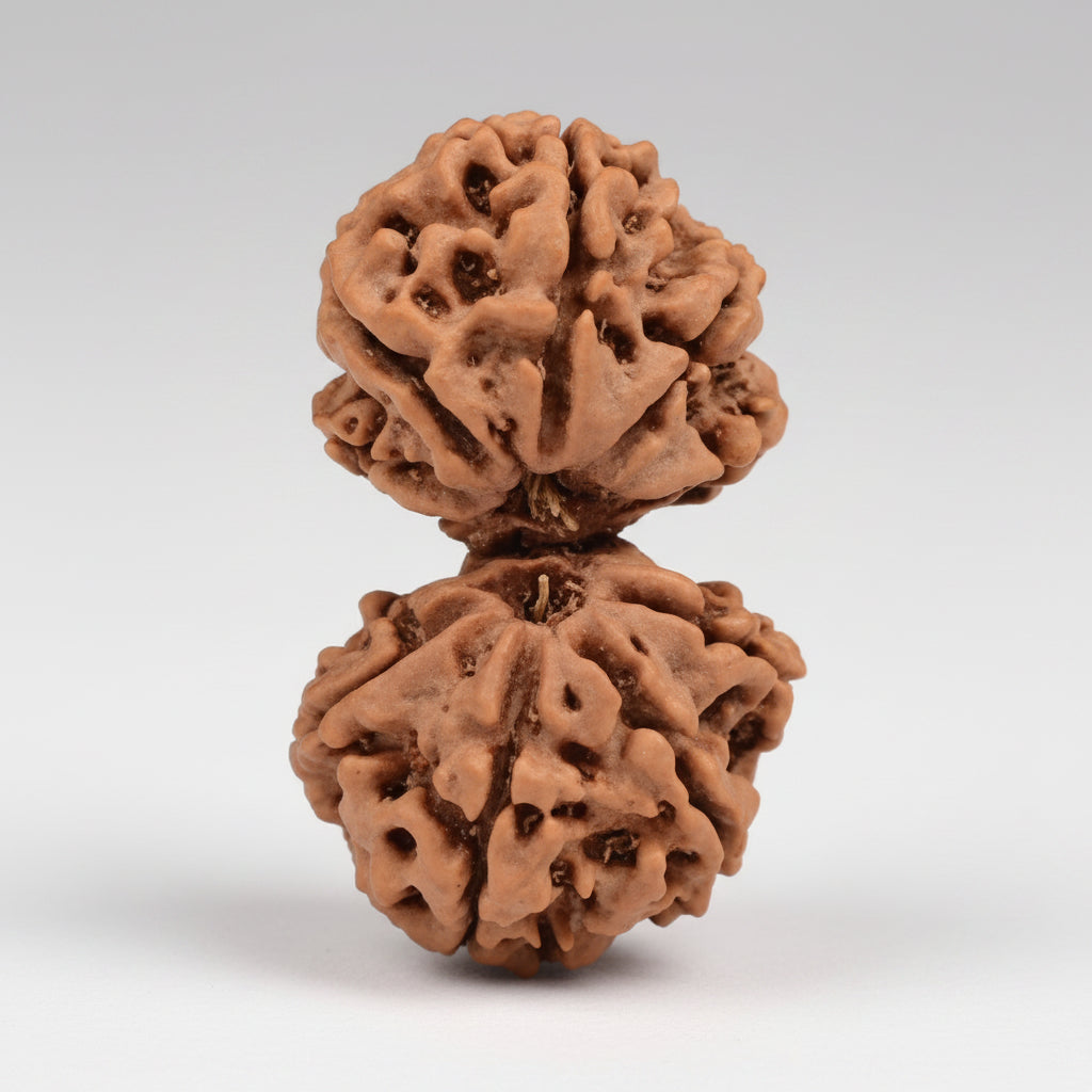 Gauri Shankar 9 Mukhi Large from Nepal