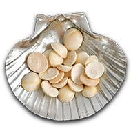 Gomati Chakra Set of 21