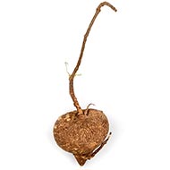 Akash Garuda Root