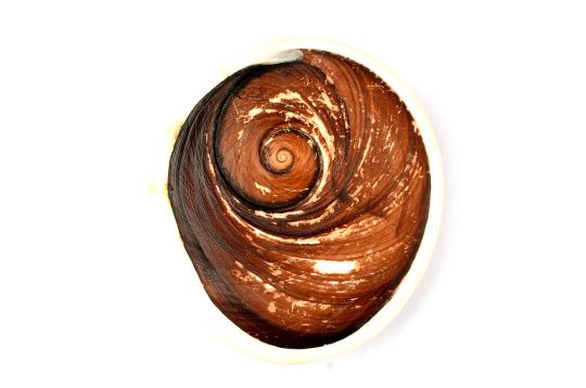 Gomati Chakra (Super Giant)