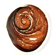 Gomati Chakra (Super Giant)