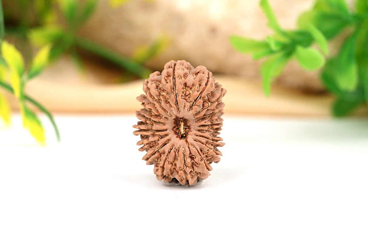 Super Collector 18 Mukhi from Nepal