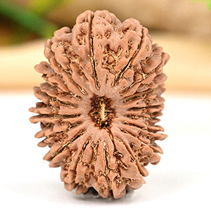 Super Collector 18 Mukhi from Nepal