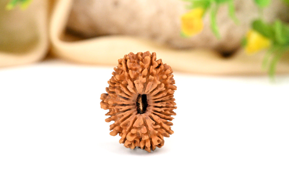 Super Collector 18 Mukhi Nepal