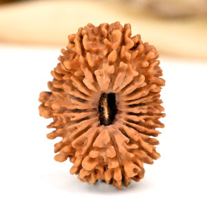 Super Collector 18 Mukhi Nepal