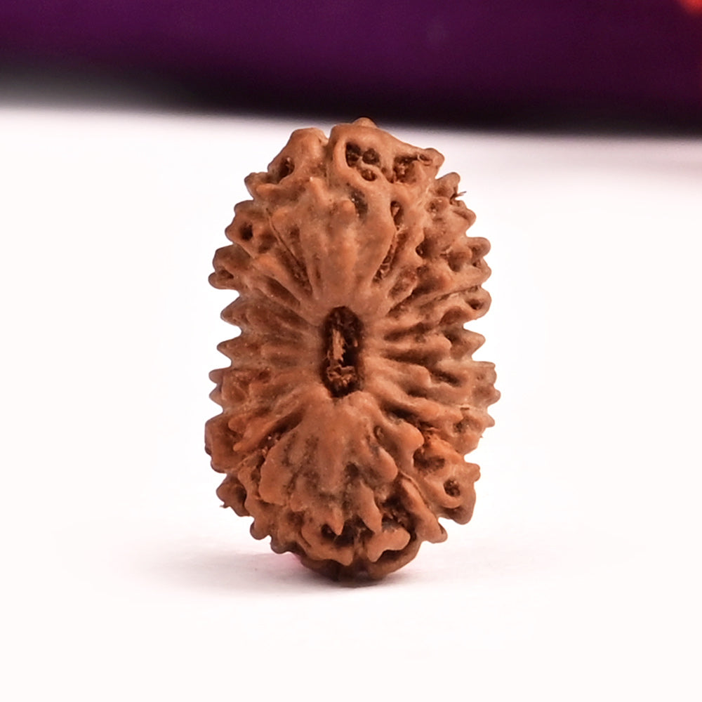 Eighteen Mukhi from Java Indonesia Large