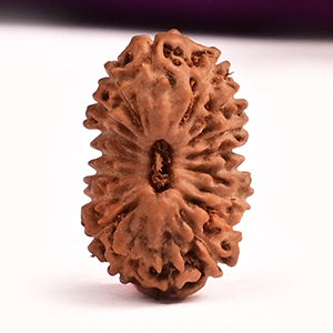 Eighteen Mukhi from Java Indonesia Large