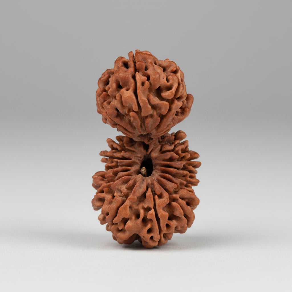 Super Collector Gauri Shankar 20 Mukhi from Nepal