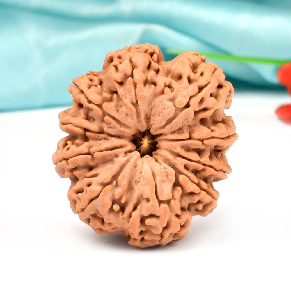 Super Collector Ten Mukhi from Nepal