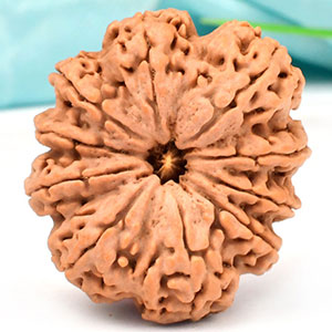 Super Collector Ten Mukhi from Nepal
