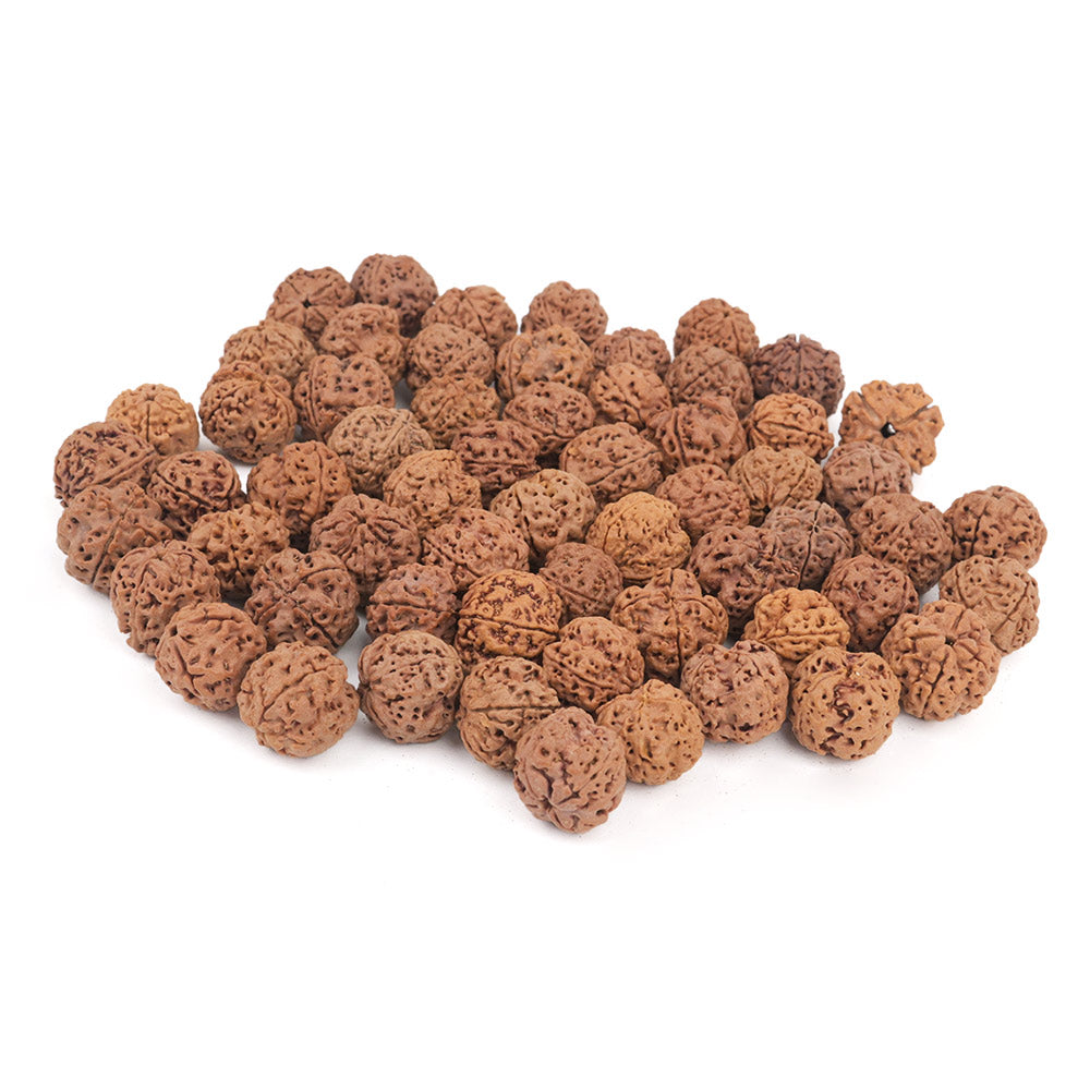 Four Mukhi from Nepal Large