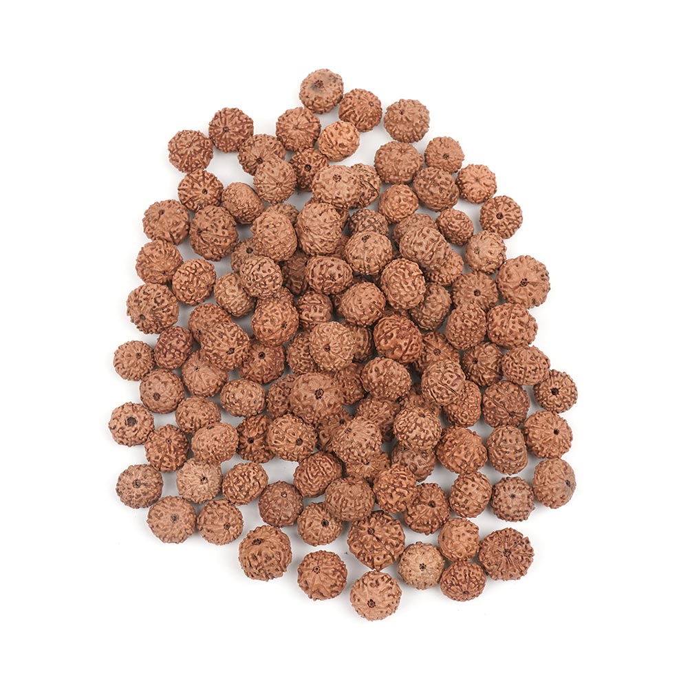 Nine Mukhi from Java Indonesia Small