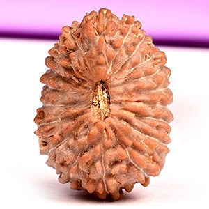 Twenty Mukhi from Java Indonesia Large