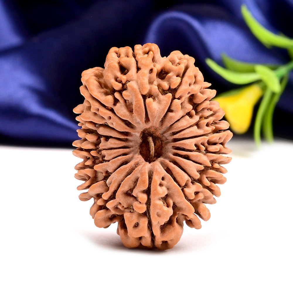 Super Collector 17 Mukhi from Nepal