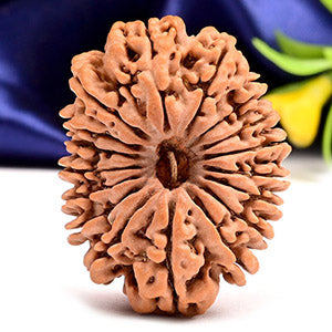 Super Collector 17 Mukhi from Nepal