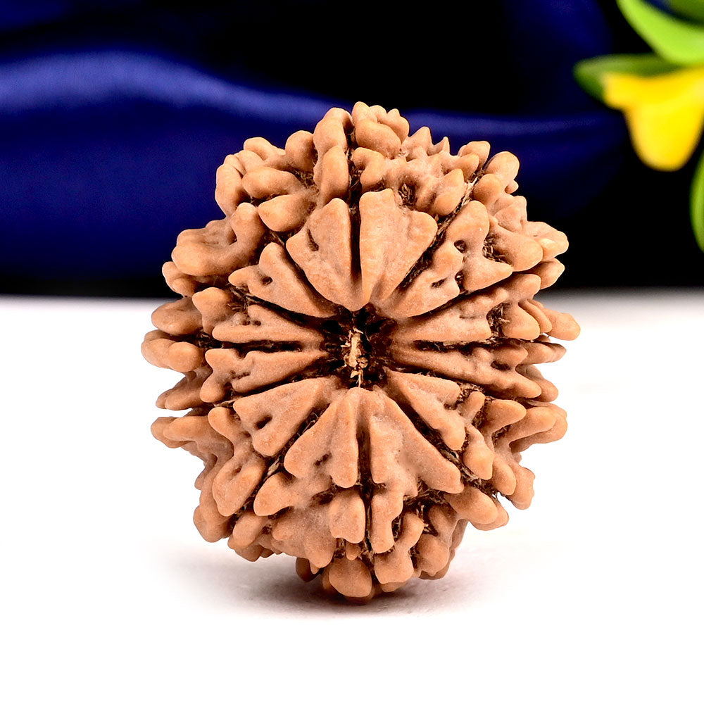 Twelve Mukhi from Nepal Large