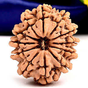 Twelve Mukhi from Nepal Large