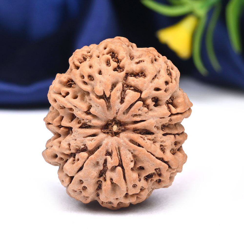 Super Collector 10 Mukhi from Nepal