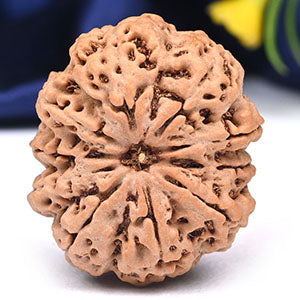 Super Collector 10 Mukhi from Nepal