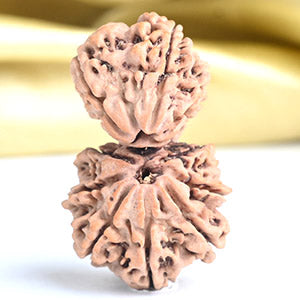 Garbh Gauri 10 mukhi from Nepal Large