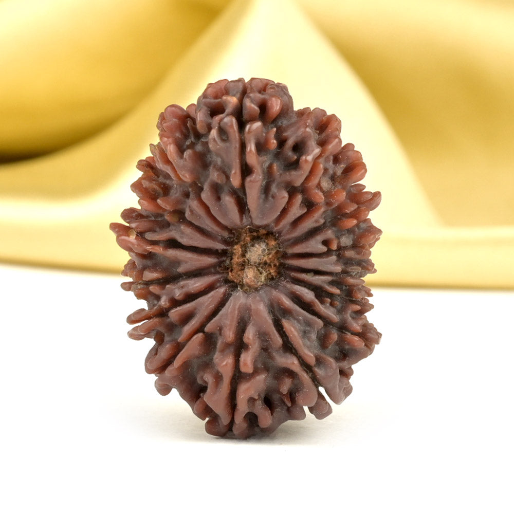 Super Collector 16 Mukhi from Nepal