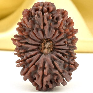 Super Collector 16 Mukhi from Nepal