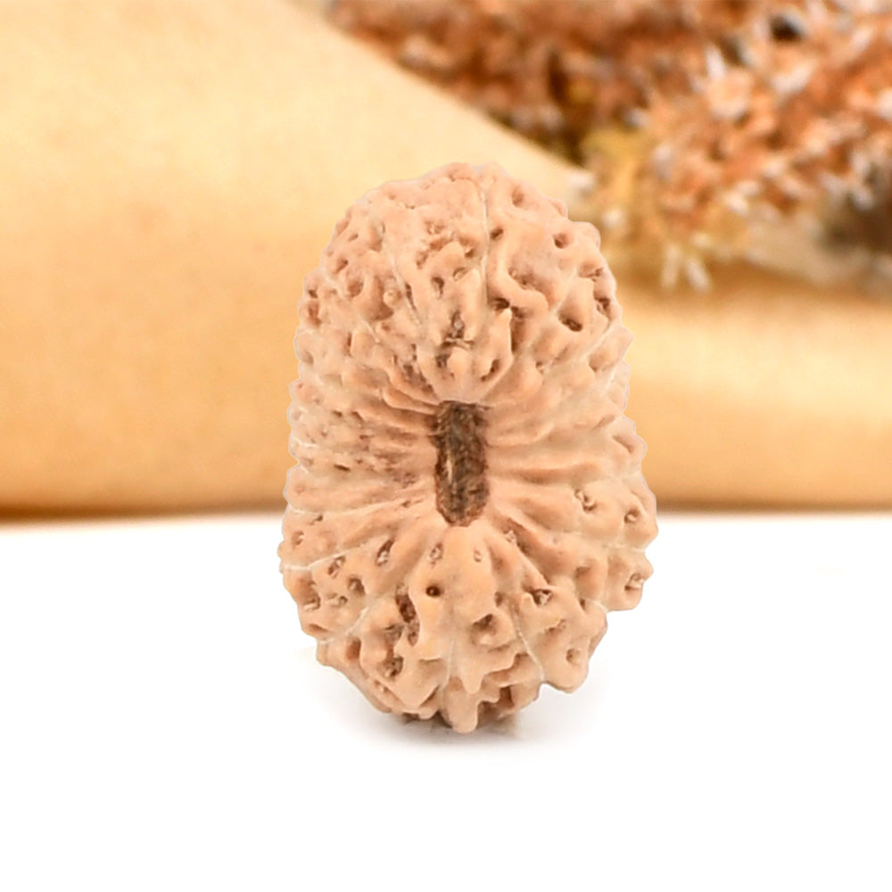 Twenty Mukhi from Java Indonesia