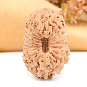 Twenty Mukhi from Java Indonesia