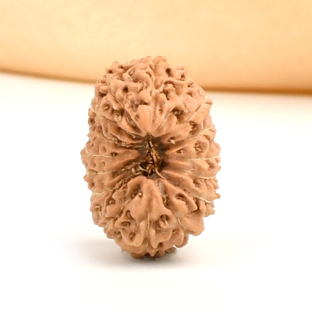 Sixteen Mukhi from Java Indonesia