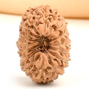 Sixteen Mukhi from Java Indonesia