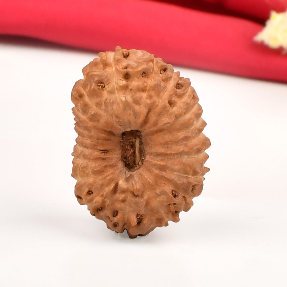 Super Collector 20 Mukhi from Java