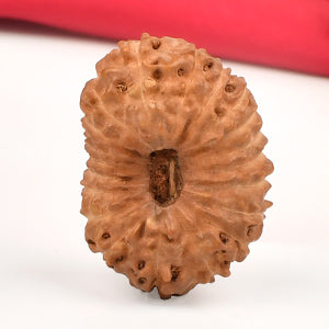 Super Collector 20 Mukhi from Java
