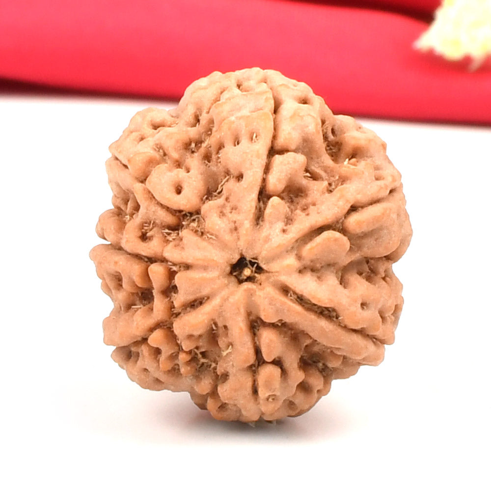 Super Collector 7 Mukhi from Nepal