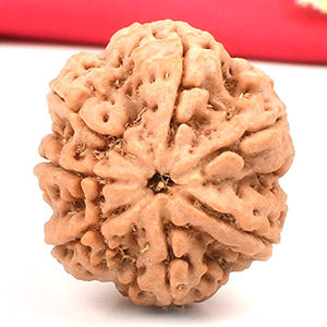 Super Collector 7 Mukhi from Nepal
