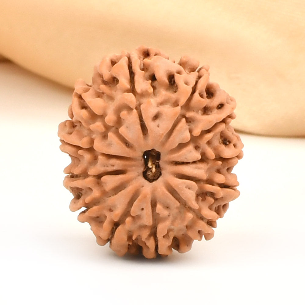 Twelve Mukhi from Nepal Small