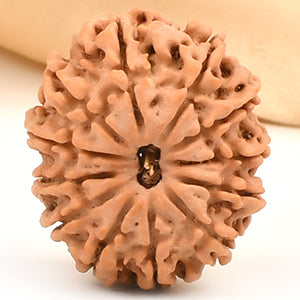 Twelve Mukhi from Nepal Small