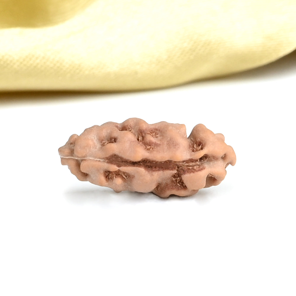 Super Collector 1 Mukhi from Java Indonesia