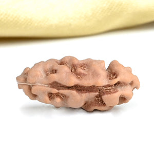 Super Collector 1 Mukhi from Java Indonesia
