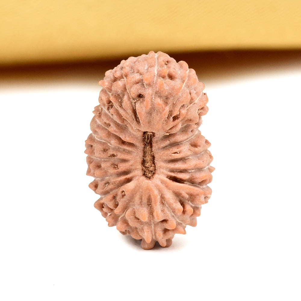 Twenty Mukhi from Java Indonesia Small