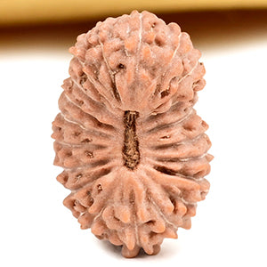 Twenty Mukhi from Java Indonesia Small