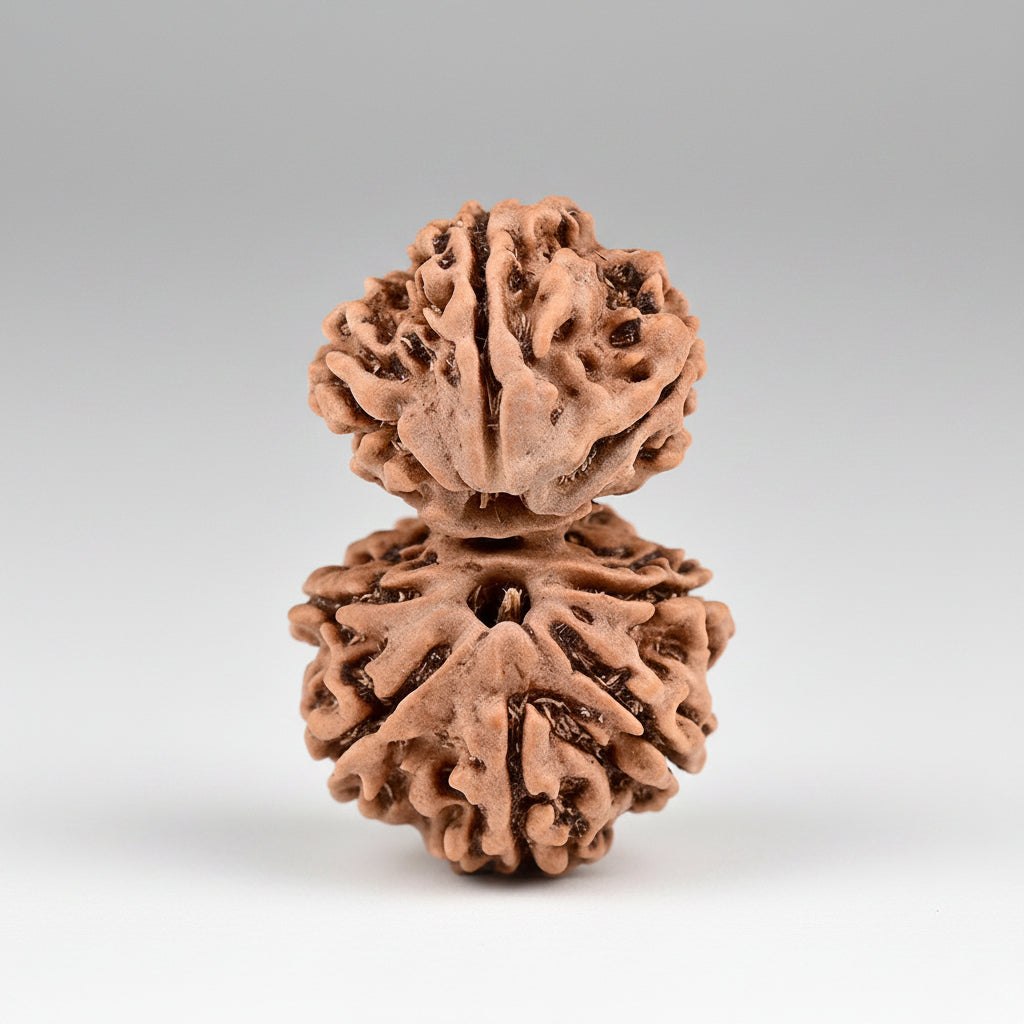 Super Collector Gauri Shankar 8 Mukhi From Nepal